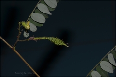 Ormocarpum sennoides subsp. sennoides